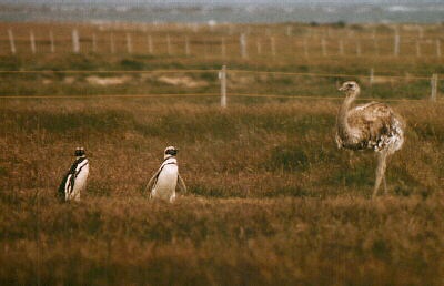 Encounter: Nandu und Penguins. Foto: L. Bobke